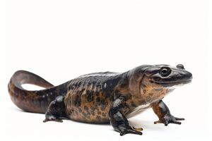 A small black and brown lizard is standing on its hind legs photo