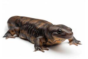 A brown and black lizard on a white background photo