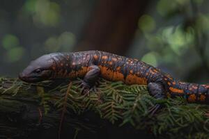 A lizard with orange and black spots on its back photo