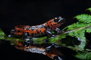 A red and black frog sitting on a leaf photo