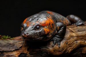 A small orange and black lizard sitting on a log photo