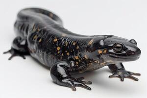 A black and brown salamander with a white background photo