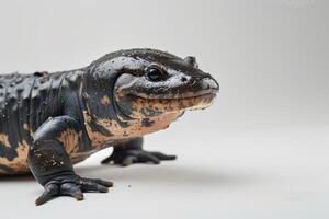 A black and white lizard with a long tail photo