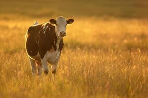 A cow standing in a field with the sun shining photo