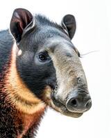 A close up of a tapir on a white background photo