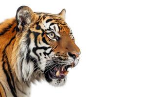 A tiger is roaring in front of a white background photo