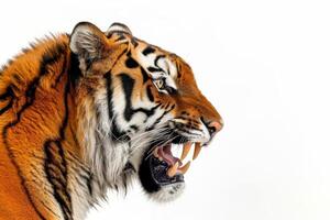 A tiger is roaring in front of a white background photo