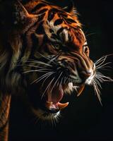 A tiger with its mouth open and its teeth showing photo