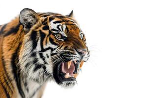 A tiger is roaring in front of a white background photo