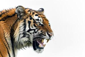 A tiger with its mouth open and its teeth showing photo
