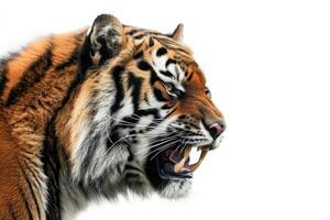 A tiger is roaring in front of a white background photo