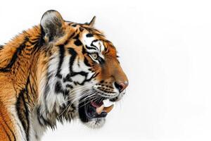A tiger is looking at something photo