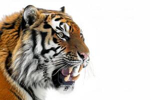 A tiger is roaring on a white background photo
