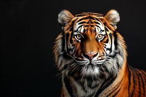 A tiger is shown in a dark background photo