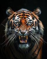 A tiger with its mouth open and teeth showing photo