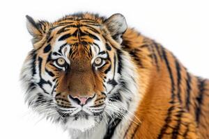 A tiger is looking at the camera in front of a white background photo