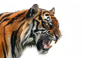 A tiger is roaring in front of a white background photo