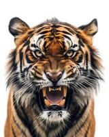 A tiger with its mouth open and teeth showing photo