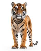 A tiger standing in front of a white background photo