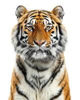 A tiger is standing in front of a white background photo