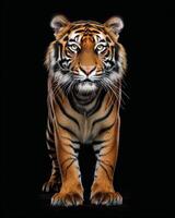 A tiger standing in front of a black background photo