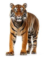 A tiger standing in front of a white background photo