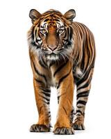 A tiger walking in front of a white background photo
