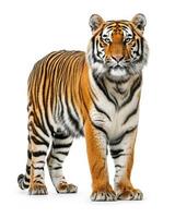 A tiger standing in front of a white background photo