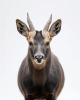 A close up of a deer with horns photo