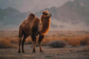 A camel standing in the middle of a desert photo