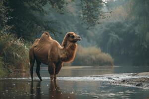 A camel standing in a river with trees in the background photo