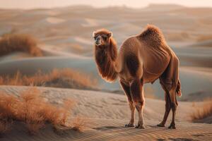 A camel standing in the desert photo