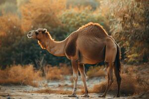 A camel standing in the desert with trees in the background photo