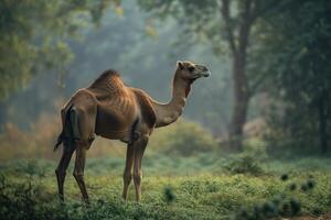 A camel is standing in the middle of a field photo