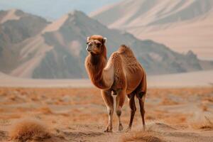 A camel standing in the desert with mountains in the background photo