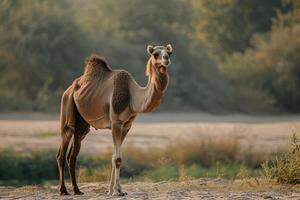 A camel standing in the sand photo