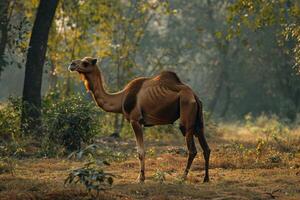 A camel standing in the middle of a forest photo