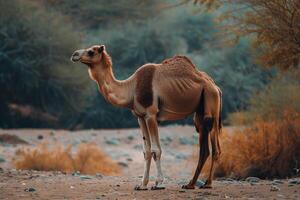 A camel standing in the desert with trees in the background photo
