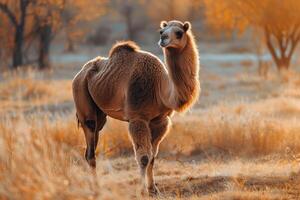 A camel standing in a field with trees in the background photo