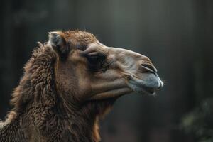 A camel in the forest photo