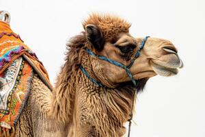 A camel with a colorful saddle photo