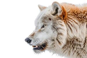 An image of a wolf with its mouth open photo
