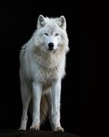 An arctic wolf stands on a rock in the dark photo