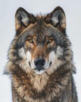A wolf is looking at the camera in a snowy background photo