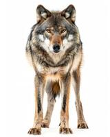 A wolf standing in front of a white background photo