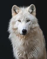 A white wolf with yellow eyes on a black background photo