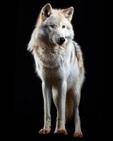 An arctic wolf standing in front of a black background photo