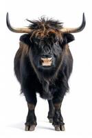 A black and brown cow with long horns photo