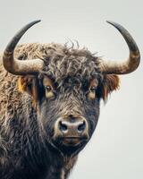 A close up of a bull with large horns photo