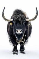 Yak in the snow, isolated on white background photo